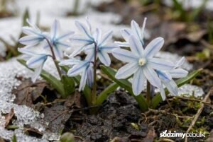 Kwitnąca Cebulica Miszczenki w śniegu z widocznym niebieskim paskiem na płatkach