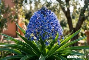 Kwitnąca cebulica peruwiańska szafirowy kwiatostan