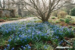 Łan kwitnącej cebulicy syberyjskiej w ogrodzie pod drzewem