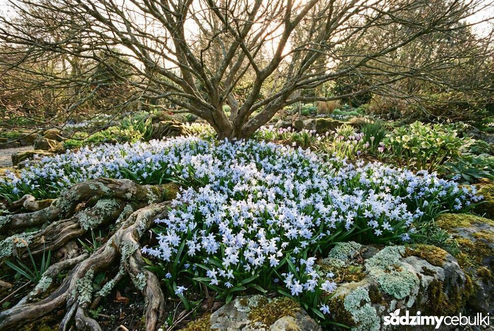 Odmiana Tubergeniana cebulicy rosnąca w grupie pod drzewem