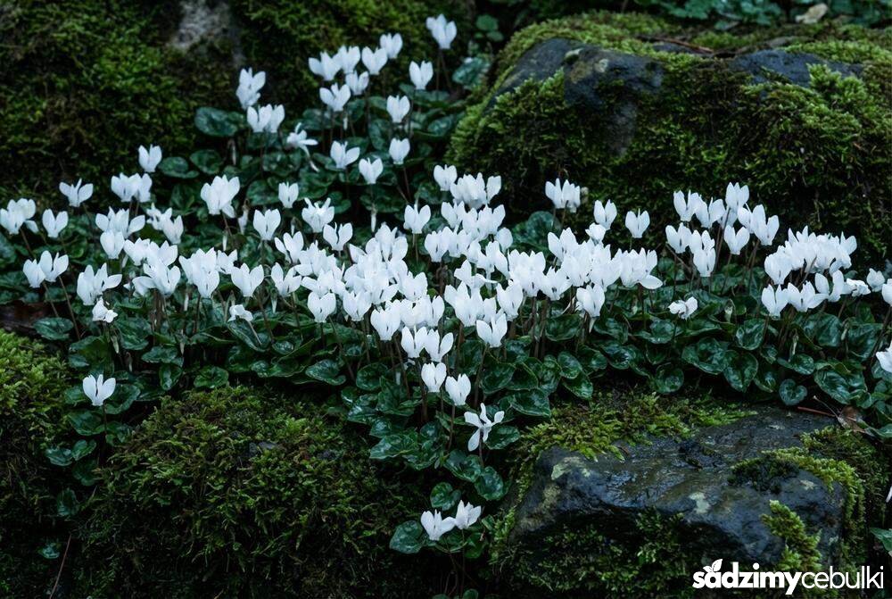 Biała odmiana cyklamenu bluszczolistnego Album na skalniaku