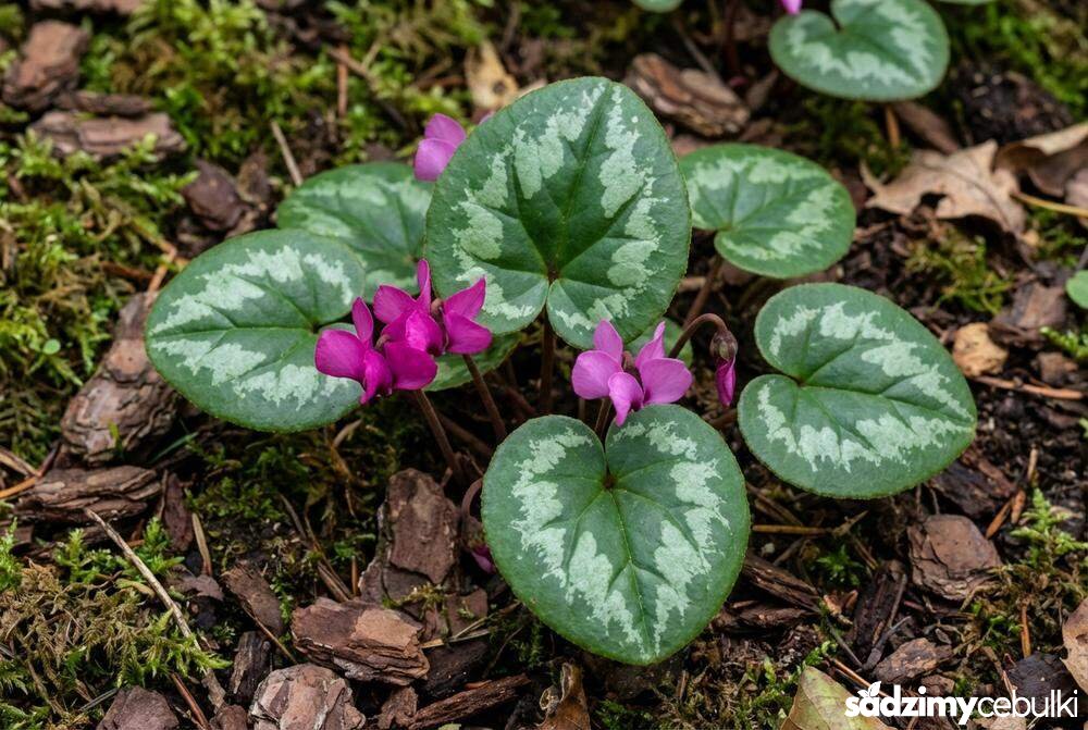 Liście i kwiaty cyklamena dyskowatego z bliska