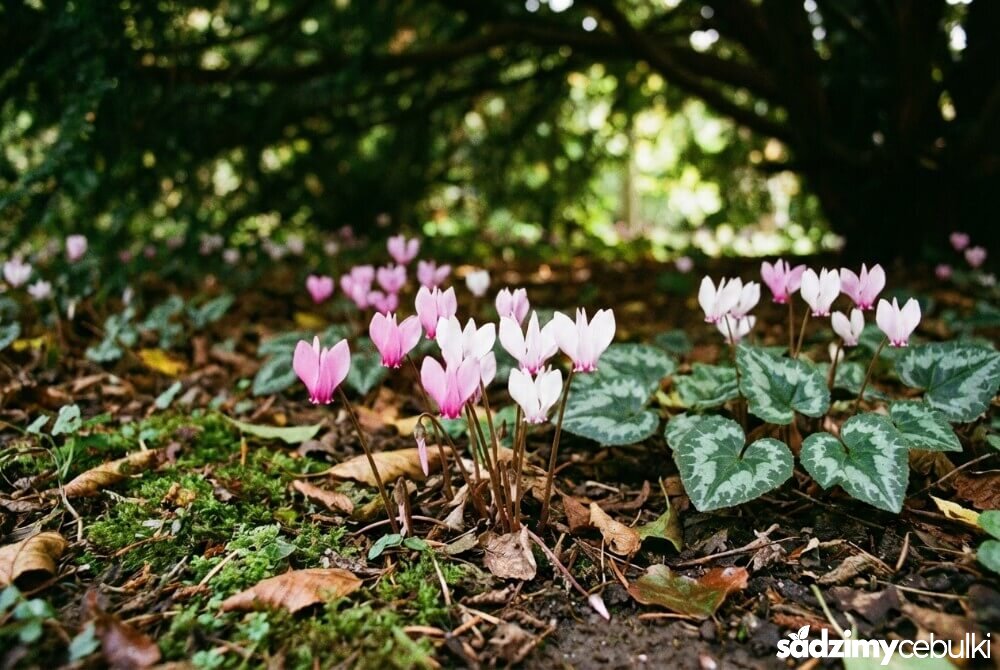 Cyklamen neapolitański kwitnący jesienią pod koroną drzewa, z różowo-białymi kwiatami wyrastającymi z ziemi i liśćmi o srebrzystym rysunku.