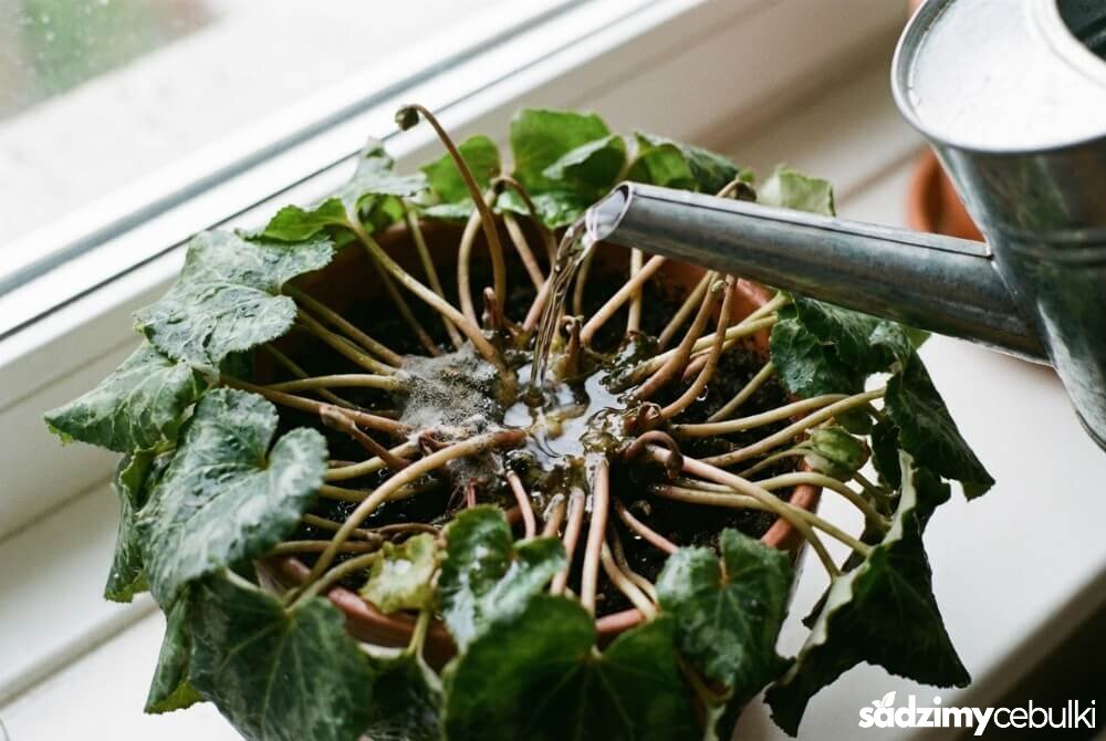 Niewłaściwe podlewanie cyklamenu z góry — woda trafia w środek liści i zalega przy bulwie, zwiększając ryzyko chorób grzybowych.