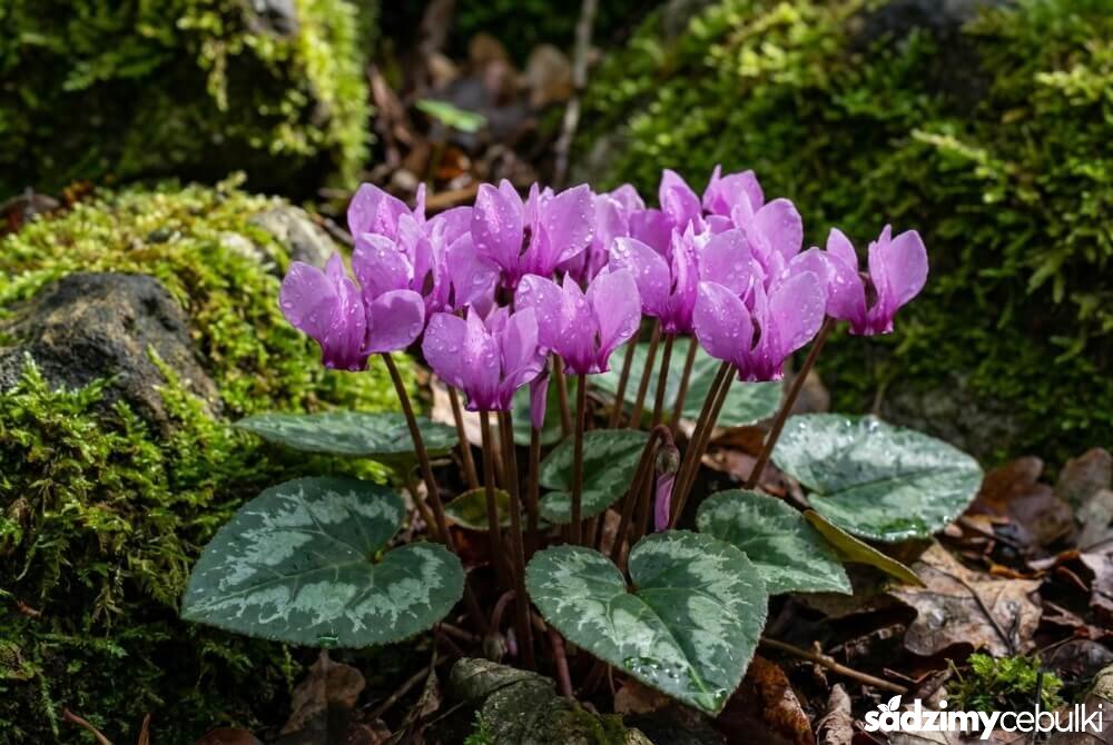 Cyklamen purpurowy kwitnący latem w wilgotnym cieniu, z purpurowymi kwiatami i kroplami wody na płatkach.