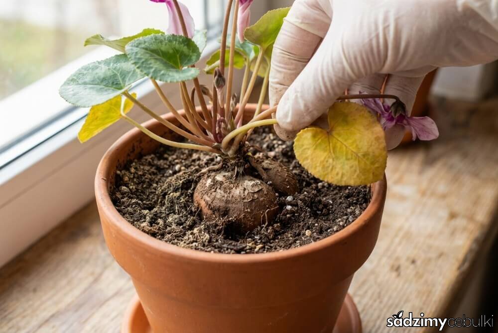 Dłoń wykręcająca żółknący liść cyklamenu przy nasadzie, bez użycia nożyczek