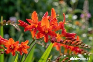 Kwitnąca cynobrówka krokosmia o czerwonych kwiatach w ogrodzie