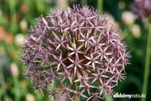 Czosnek białawy kwiatostan z bliska metaliczny fiolet