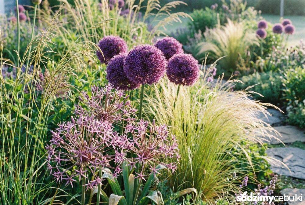 Czosnek białawy kompozycja z trawami i innymi czosnkami