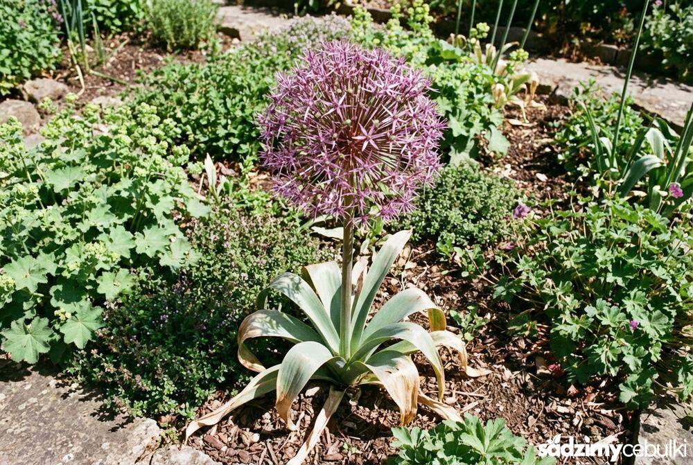 Czosnek białawy pokrój rośliny w ogrodzie