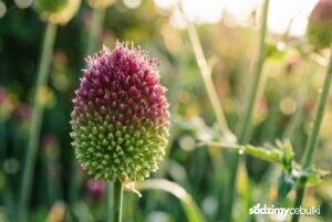 Czosnek główkowaty dwukolorowy kwiatostan makro