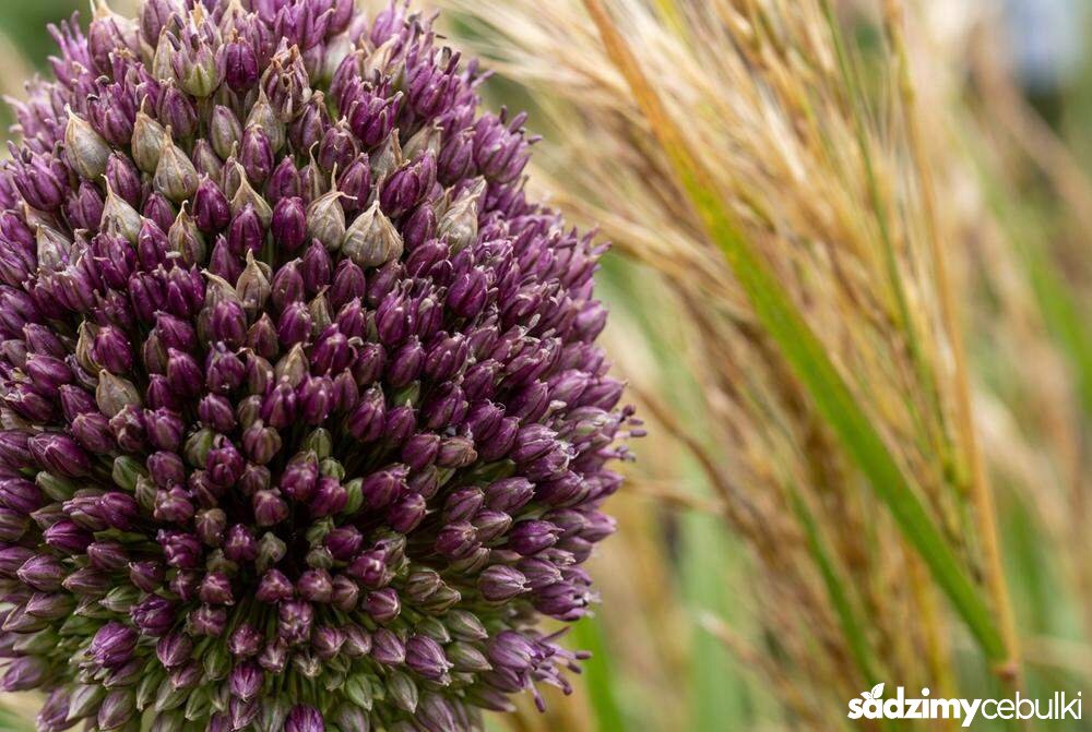 Kwiatostan czosnku główkowatego detale