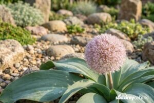 Kwitnący czosnek karatawski na skalniaku z szerokimi liśćmi