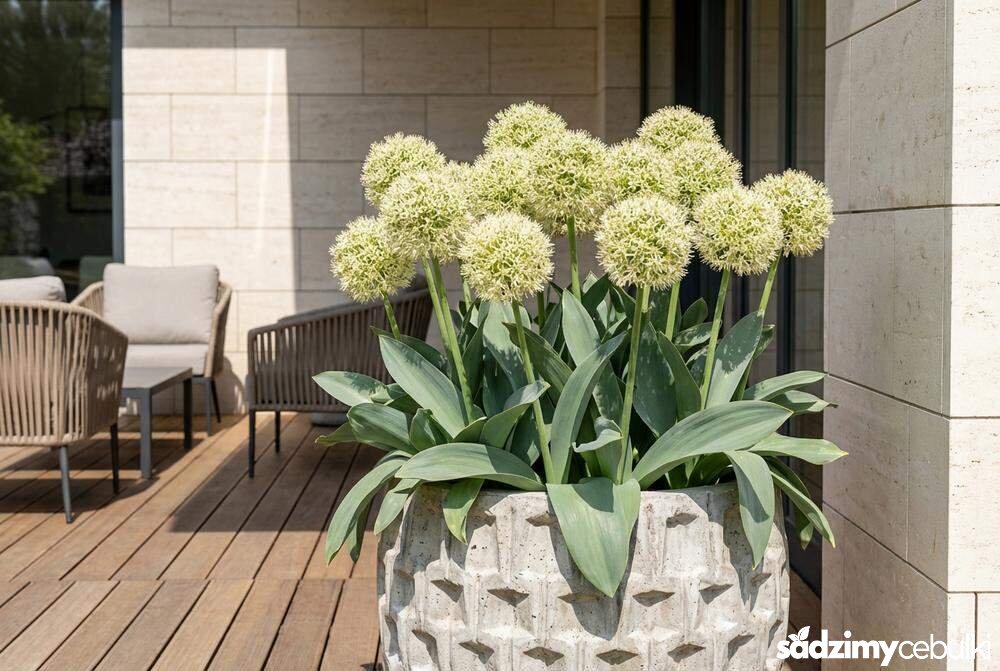 Czosnek karatawski odmiana Ivory Queen w donicy