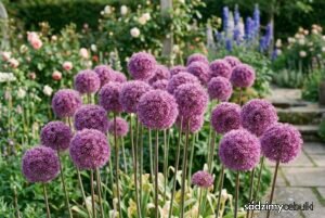 Kwitnący czosnek olbrzymi Allium giganteum fioletowe kule w ogrodzie