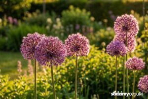 Fioletowe kule czosnku ozdobnego kwitnące w ogrodzie