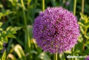 Ogromny fioletowy kwiatostan czosnku ozdobnego Globemaster w zbliżeniu