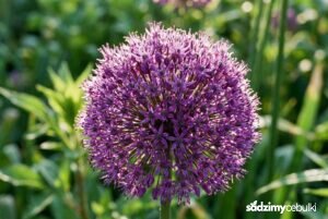 Kwiatostan czosnku ozdobnego Purple Sensation w zbliżeniu