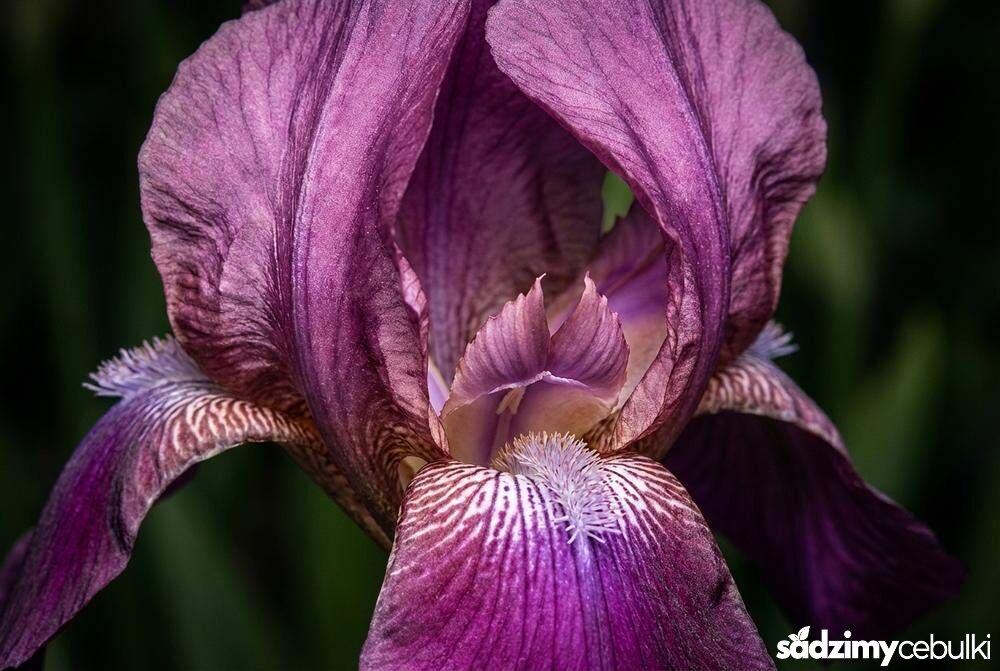 Zbliżenie na kwiat Iris graminea detale płatków