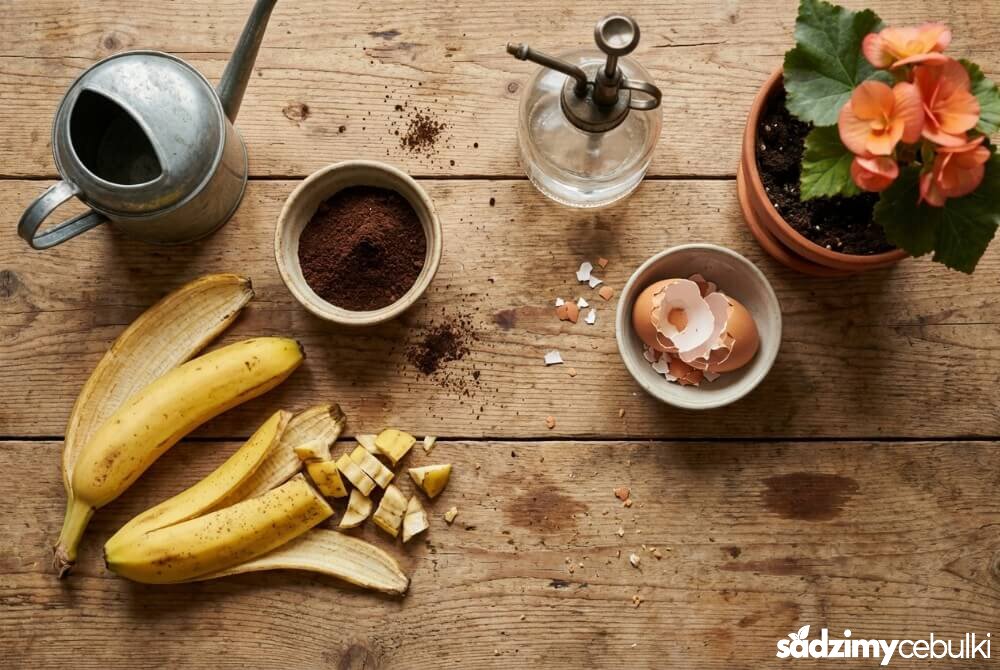 Składniki domowego nawozu (skórki banana, fusy z kawy, skorupki jaj) obok doniczki z begonią na stole.