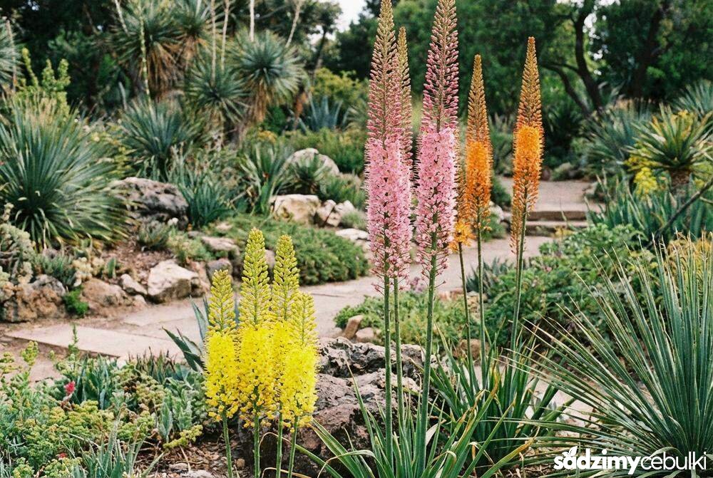 Różne gatunki pustynników żółty bungei i różowy olbrzymi