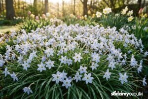 Kwitnący ifejon jednokwiatowy w wiosennym ogrodzie
