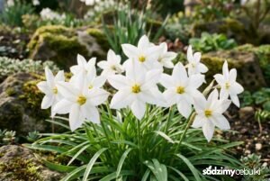 Ifejon Alberto Castillo białe kwiaty na skalniaku