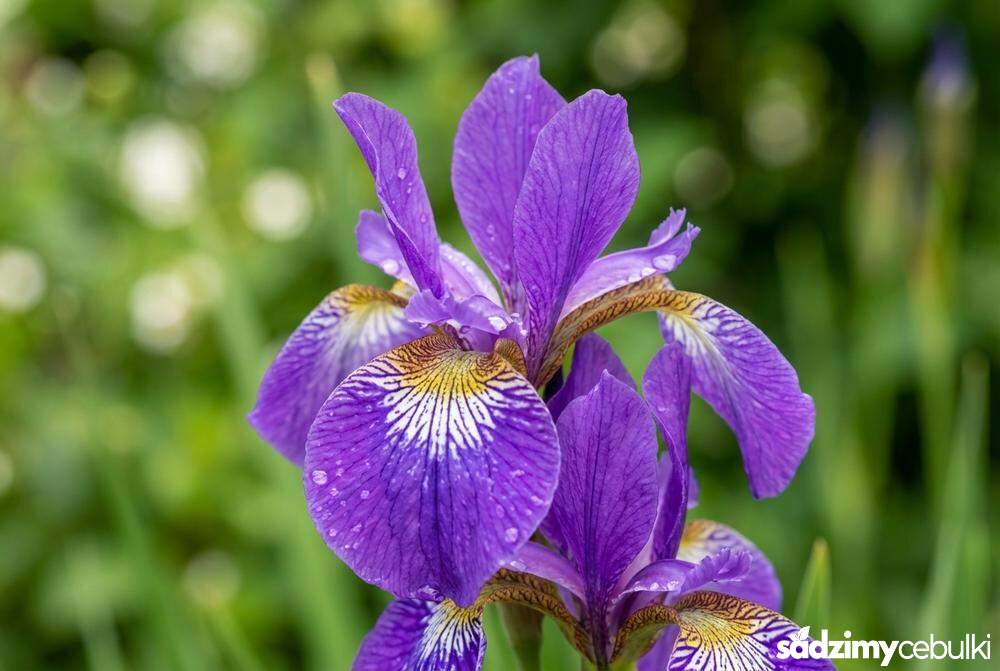 Odmiana kosaćca różnobarwnego o purpurowych kwiatach