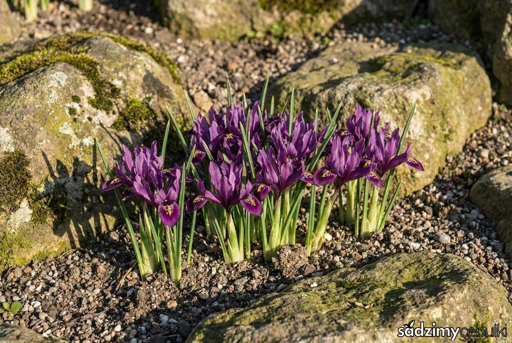 Irys żyłkowany na skalniaku w ogrodzie