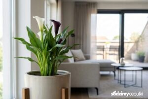 Kwitnąca cantedeskia kalia w doniczce