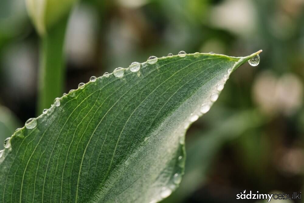 Makro ujęcie liścia kalii z kroplami gutacji na brzegu i końcówce liścia.