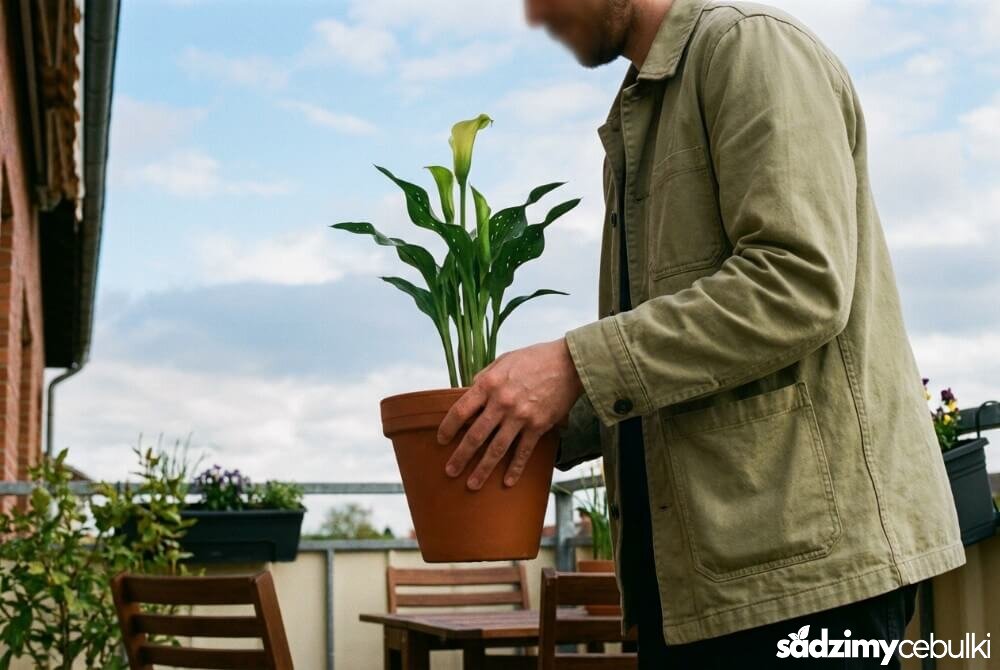 Młoda kalia w doniczce jest wynoszona na balkon w ciepły, wiosenny dzień.