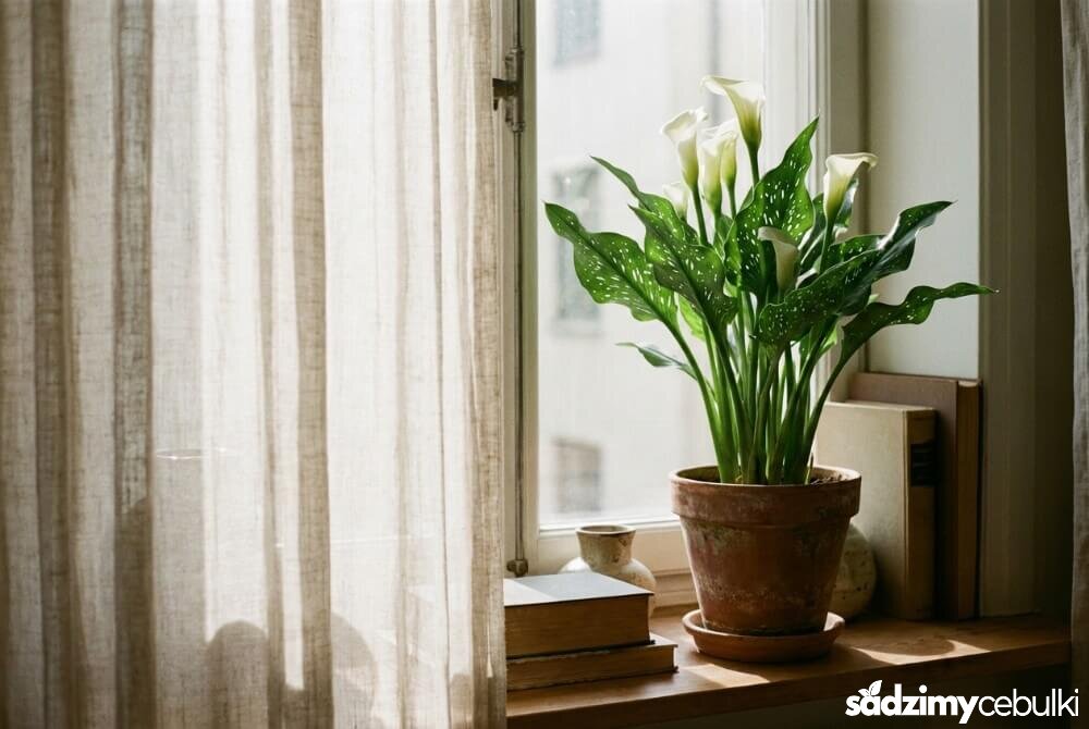 Kalia w doniczce stojąca na jasnym parapecie za firanką, oświetlona rozproszonym światłem.