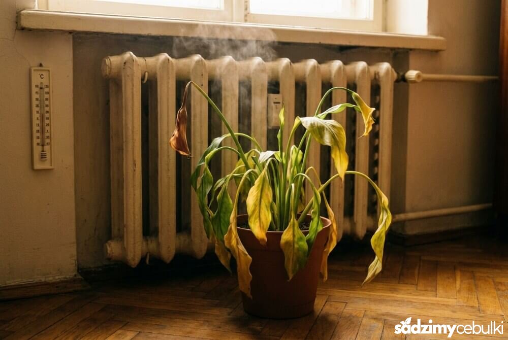 Kalia stojąca przy kaloryferze w zbyt wysokiej temperaturze, z zaschniętym pąkiem i widocznym termometrem.