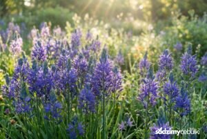 Kwitnąca kamasja na łące kwietnej