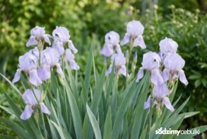 Kwitnący kosaciec blady Iris pallida w ogrodzie