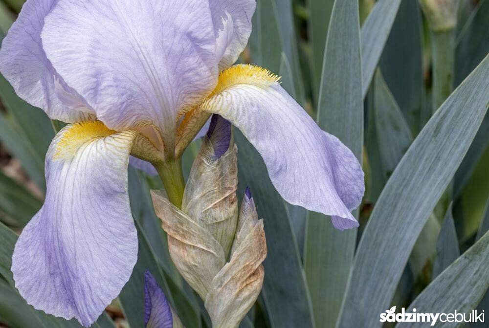 Kwiaty i liście kosaćca bladego zbliżenie