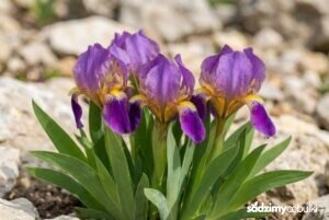 Kwitnący kosaciec niski Iris pumila na skalniaku