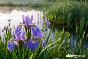 Kwitnący kosaciec różnobarwny Iris versicolor nad brzegiem oczka wodnego