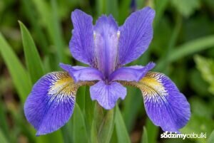 Kwiat kosaćca szczecinkowatego z widocznymi szczecinkami na płatkach