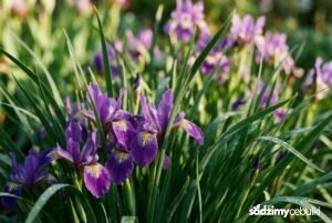 Kwitnący kosaciec trawolistny o fioletowych kwiatach i trawiastych liściach