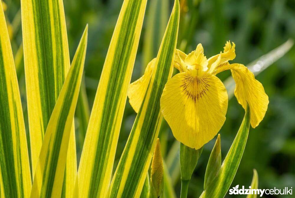 Odmiana kosaćca żółtego Variegata z pasiastymi liśćmi