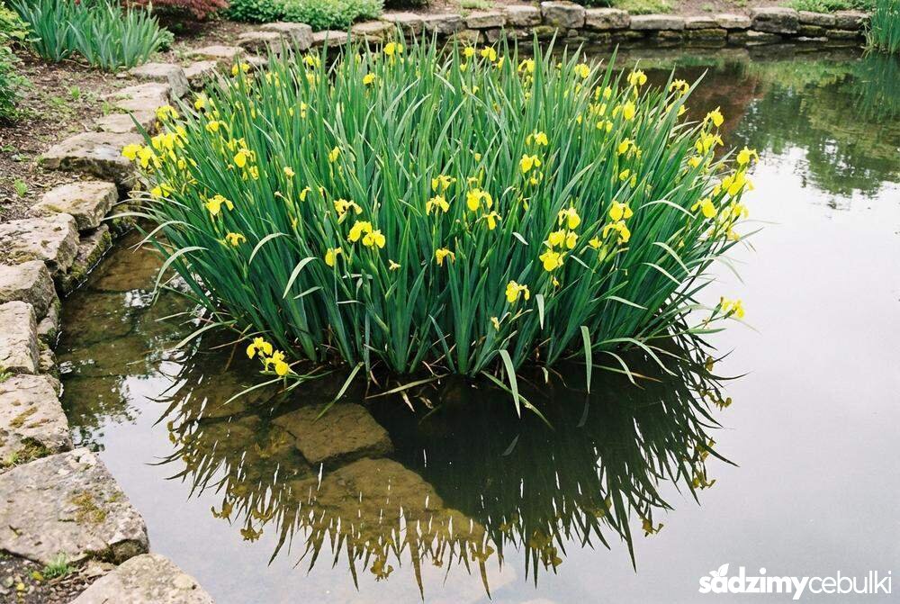 Kępa kosaćca żółtego Iris pseudacorus w oczku wodnym