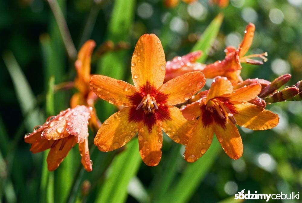 Pomarańczowa krokosmia odmiana dwubarwna zbliżenie