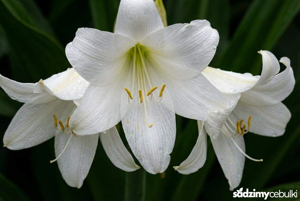 Biała odmiana krynki crinum album kwiaty