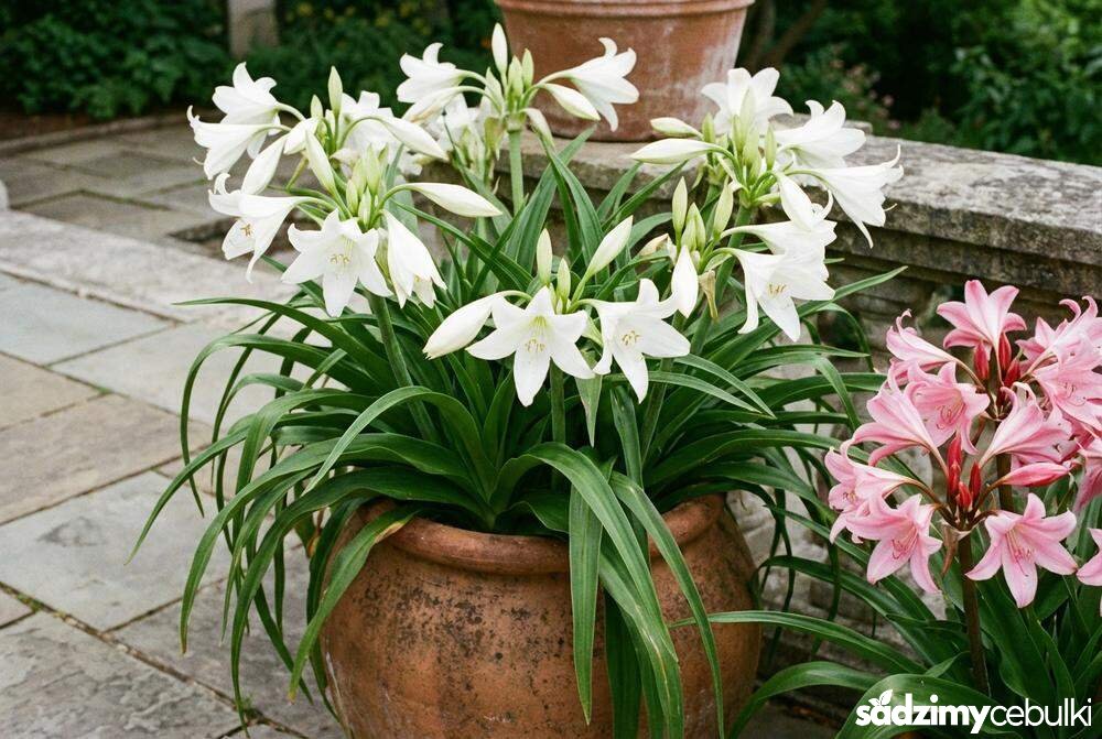 Biała odmiana krynki Crinum powellii Album w donicy