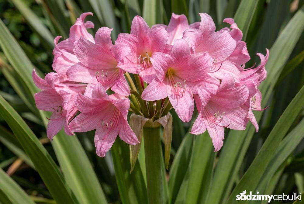 Kwiatostan krynki różowej zbliżenie na kwiaty