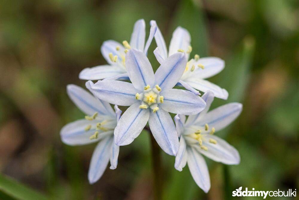 Bladoniebieski kwiat Scilla mischtschenkoana z ciemnym paskiem zblizenie