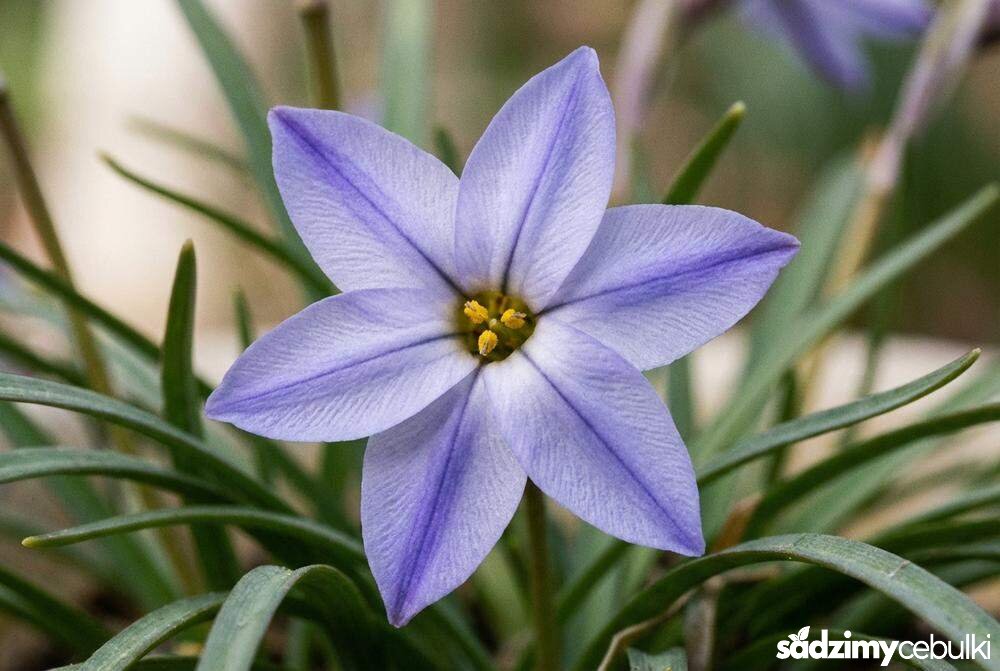 Kwiat ifejona jednokwiatowego z bliska