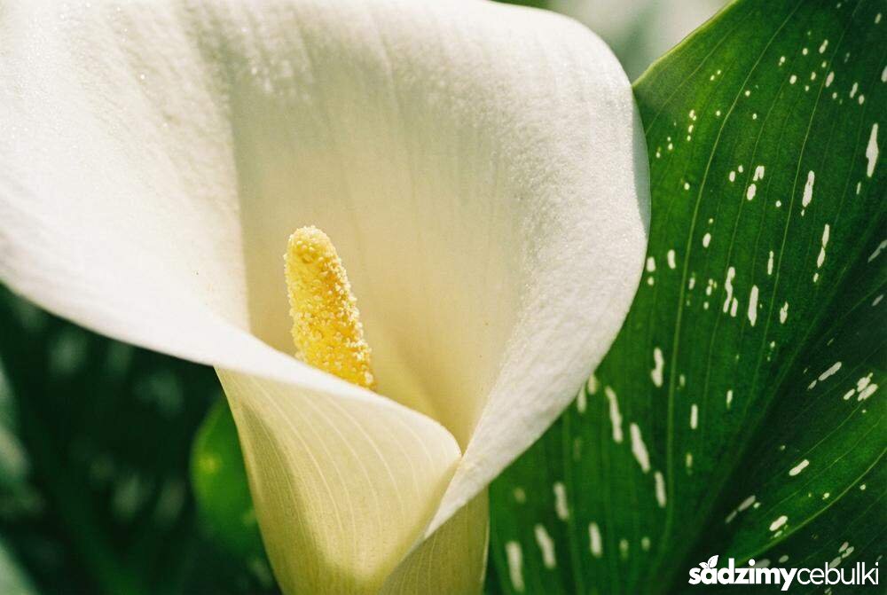 Budowa kwiatu kalii cantedeskii zbliżenie